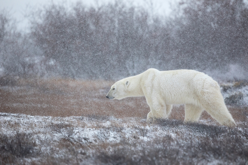 Polar Bear Winter Walk by Alessandro Catta — canvas wall art