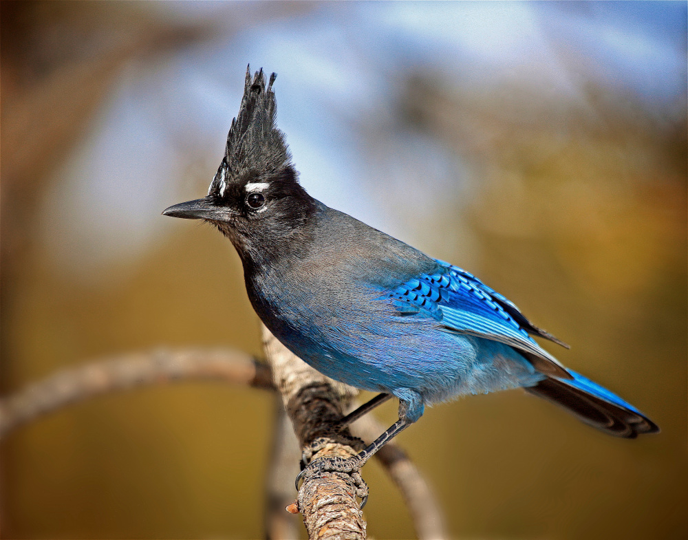 Vibrant Blue Steller's Jay by verdon — canvas wall art