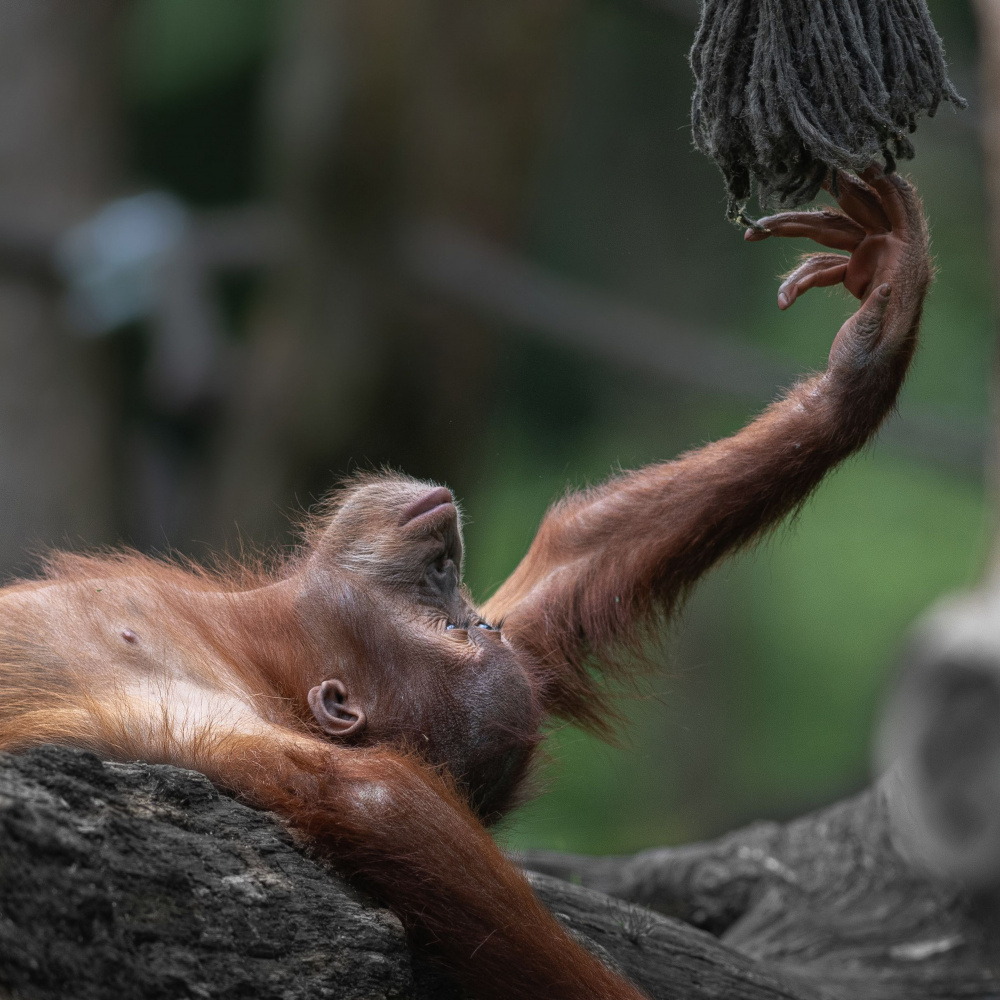 Curious Orangutan Playtime by Georgios Tsikiridis — canvas wall art