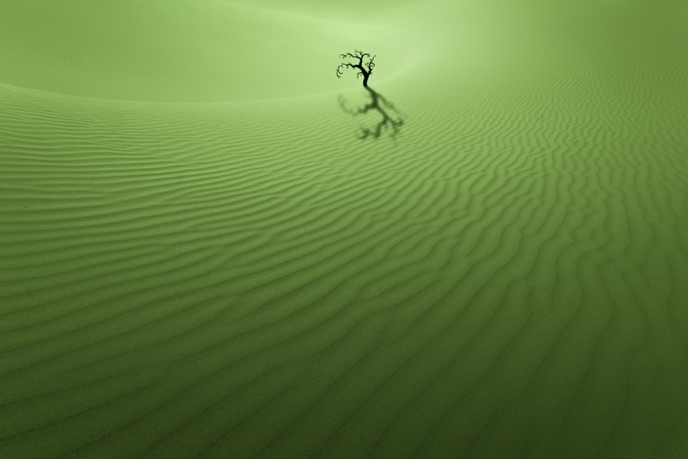 Green Desert Tree by Xiaopeng Guan — canvas wall art