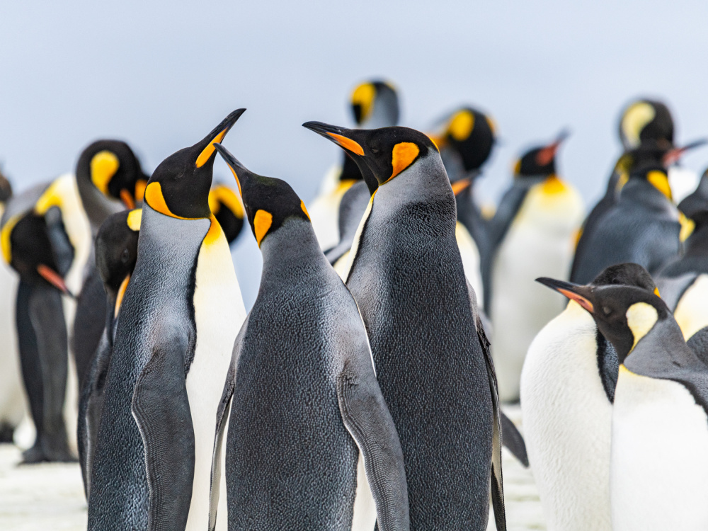 King Penguins by Nanda Bussers — canvas wall art