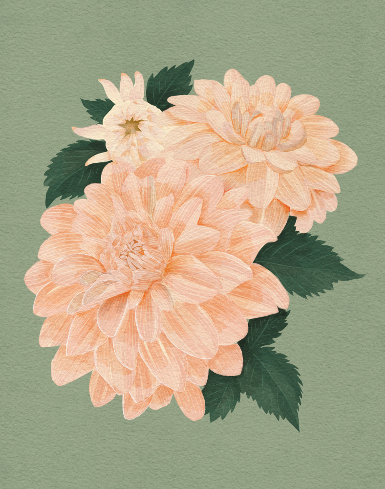 Pink Dahlias by Katie O'Shea — canvas wall art