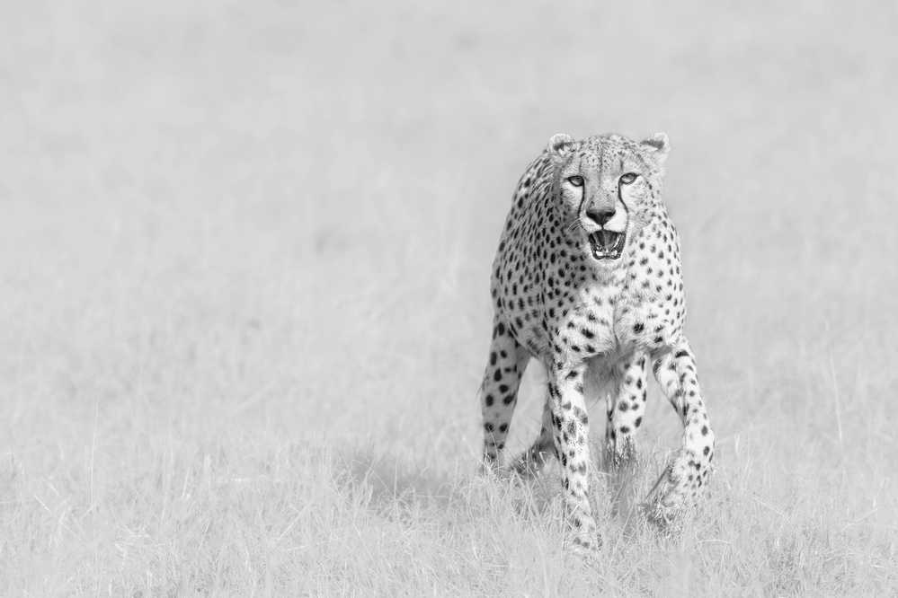 Cheetah by Henry Zhao — canvas wall art