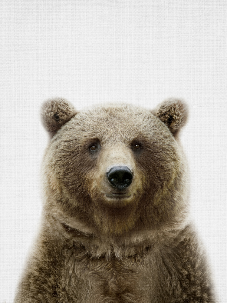 Brown Bear Portrait by Lila & Lola — canvas wall art