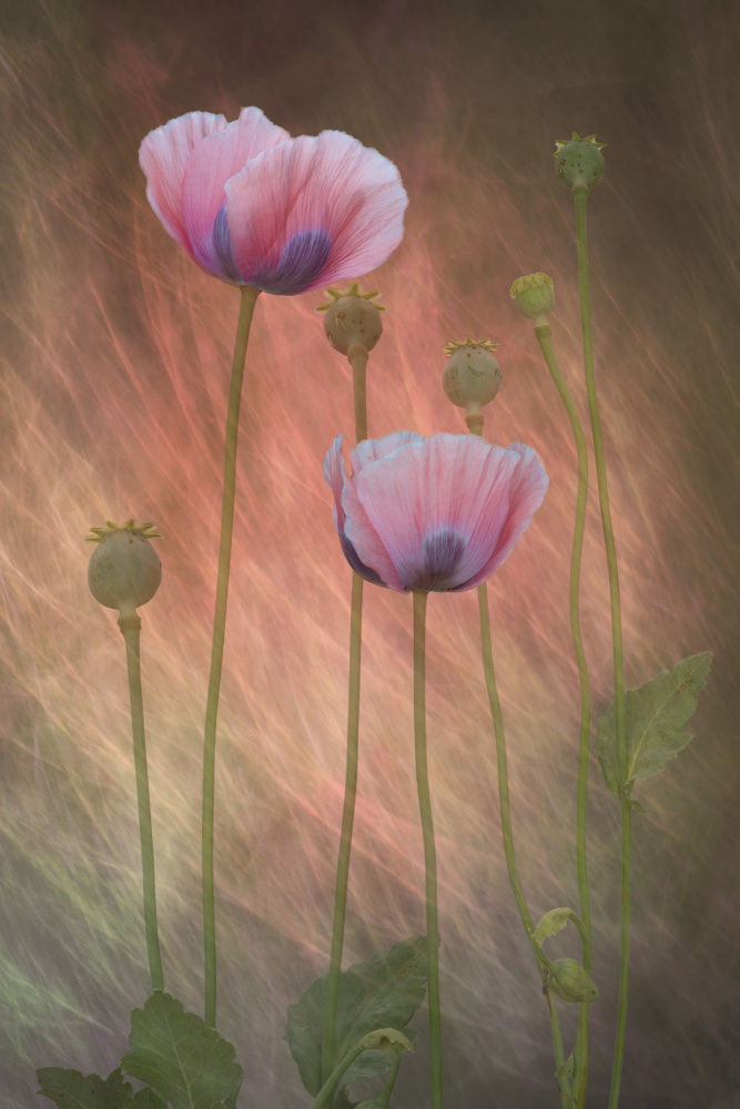 Dreamy Pink Poppies by Richard Urbanski — canvas wall art