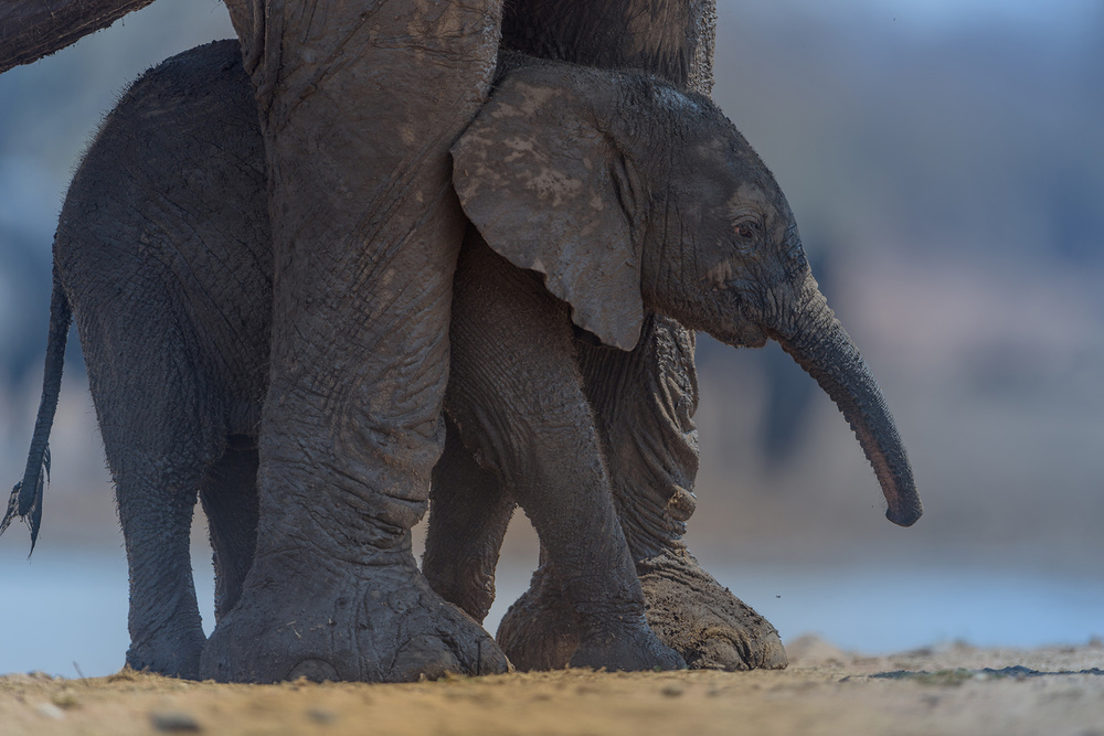 Protected Elephant Calf by Ozkan Ozmen / Big Lens Adventures — canvas wall art