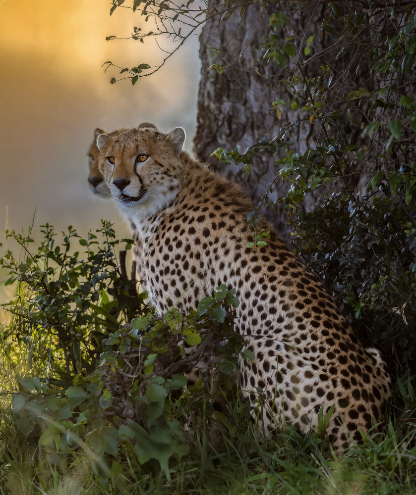 Two Cheetahs Golden Hour by Yousef Abuaisheh — canvas wall art