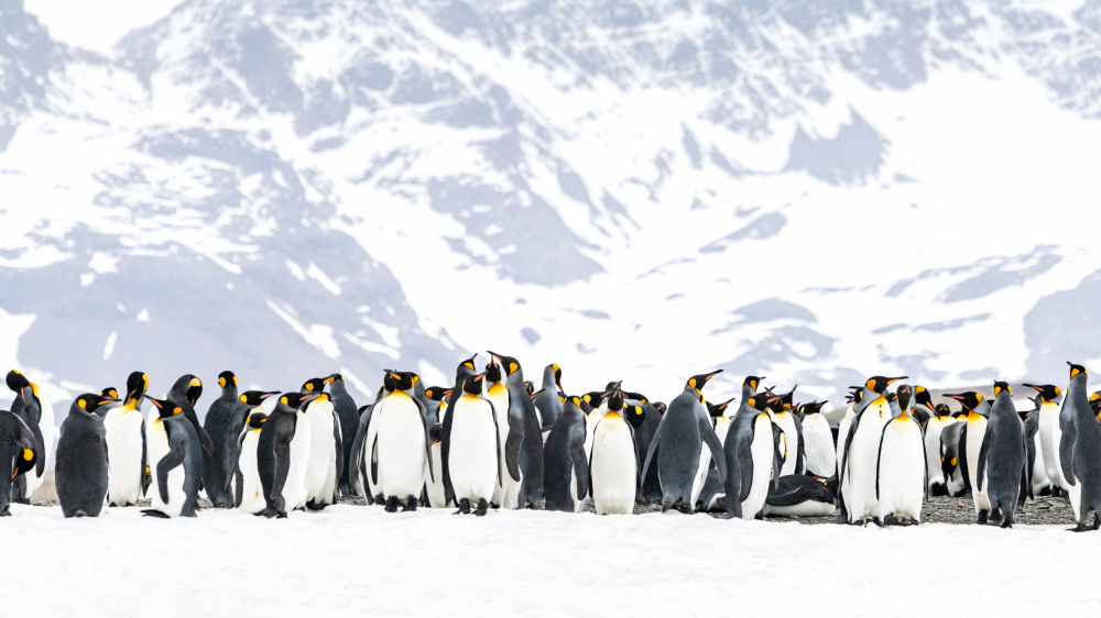 Penguins On Snowy Mountains by Nanda Bussers — canvas wall art