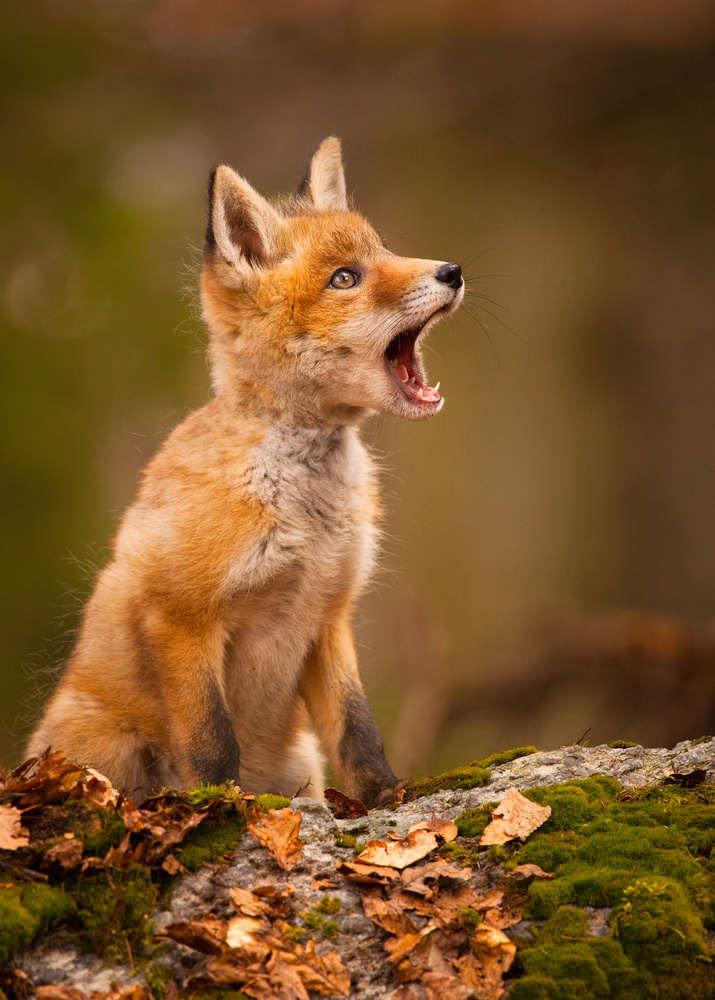 Calling Fox Kit by Robert Adamec — canvas wall art