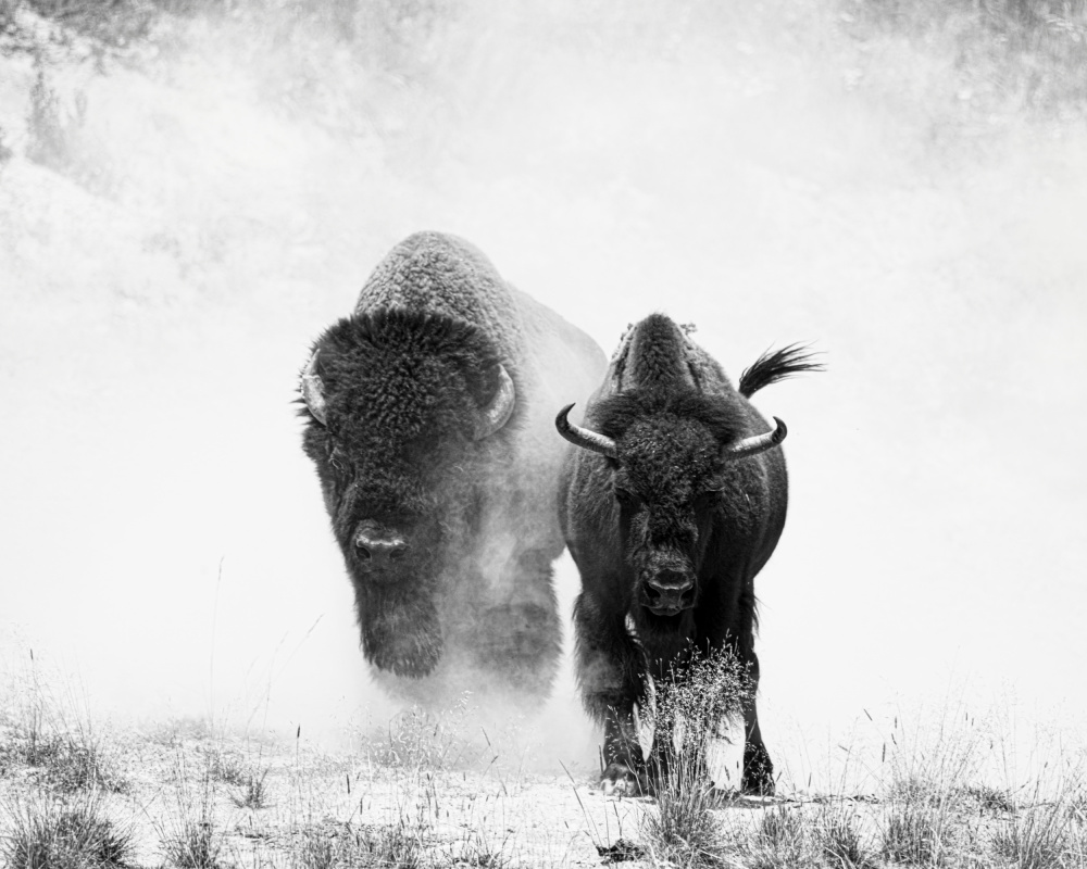 Charging Bison Duo by Wenjin Yu — canvas wall art