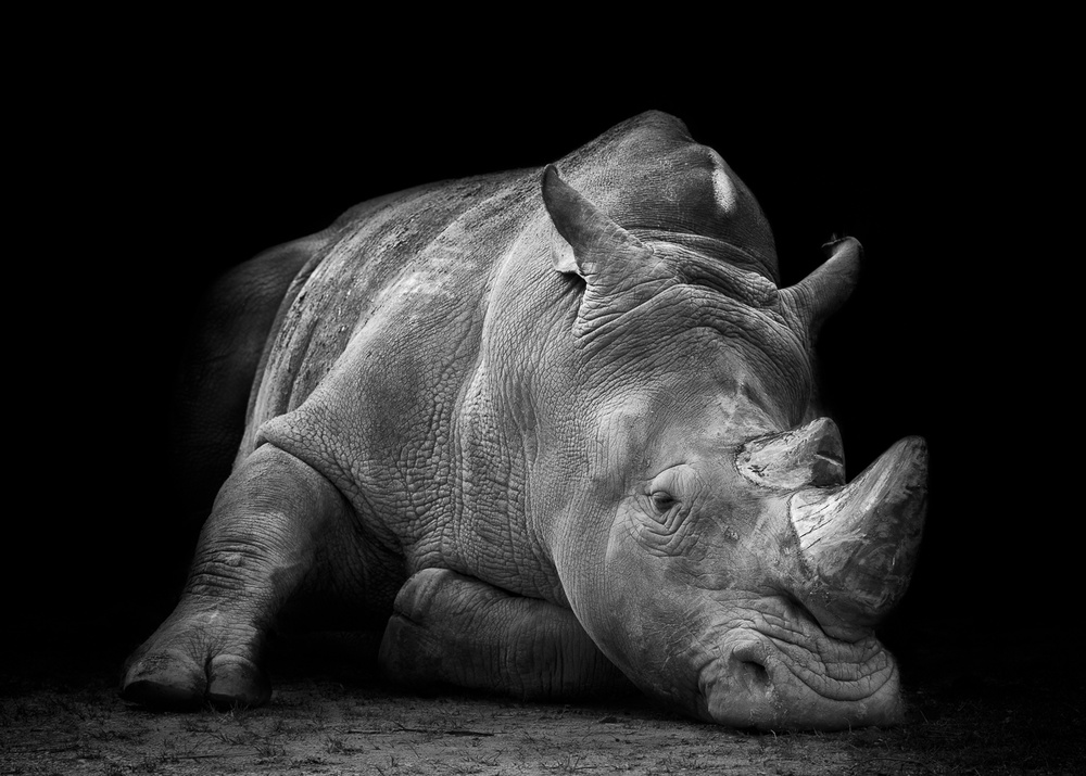 Powerful Resting Rhino by fegari — canvas wall art