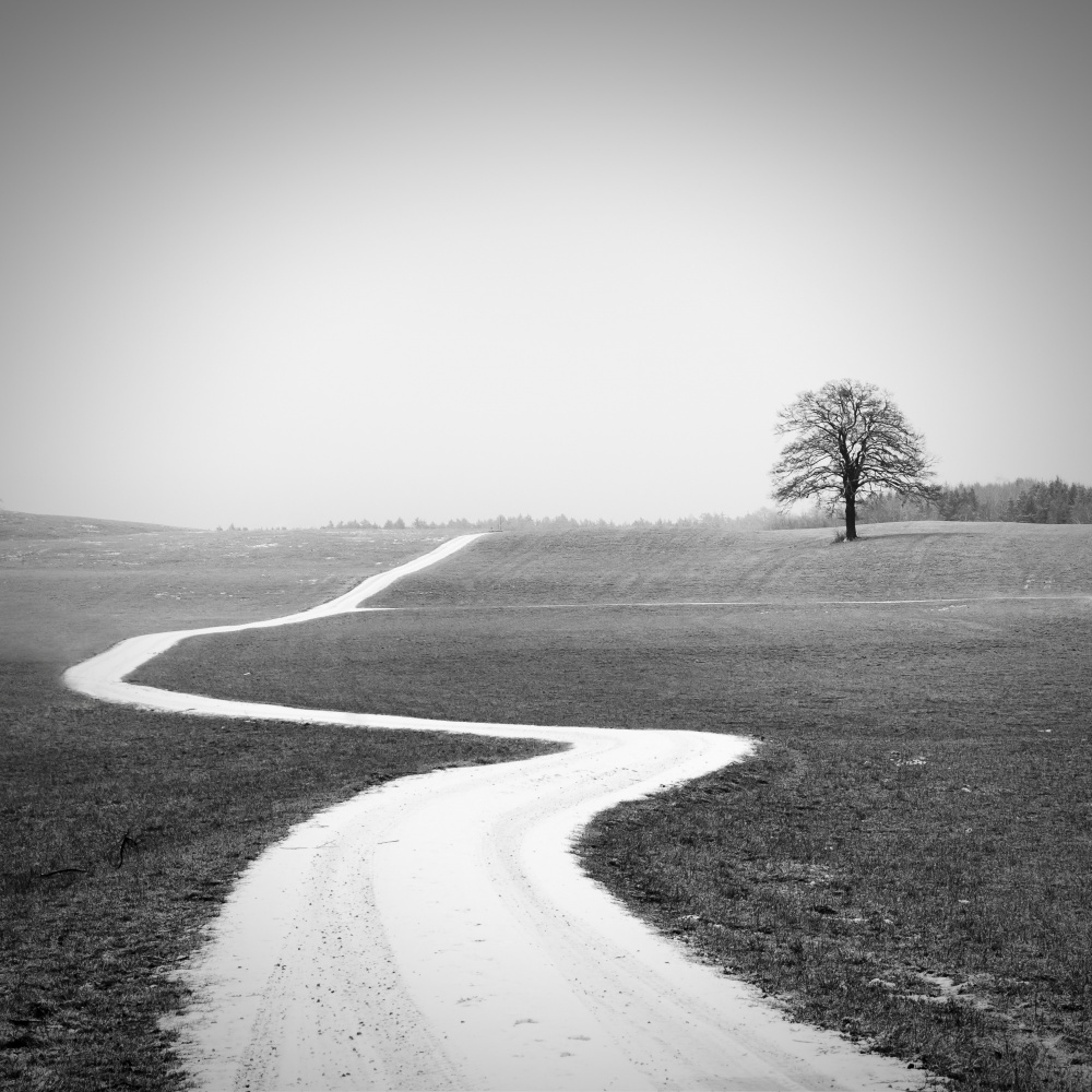 Winding Path Lonely Tree by Alexej Schulz — canvas wall art