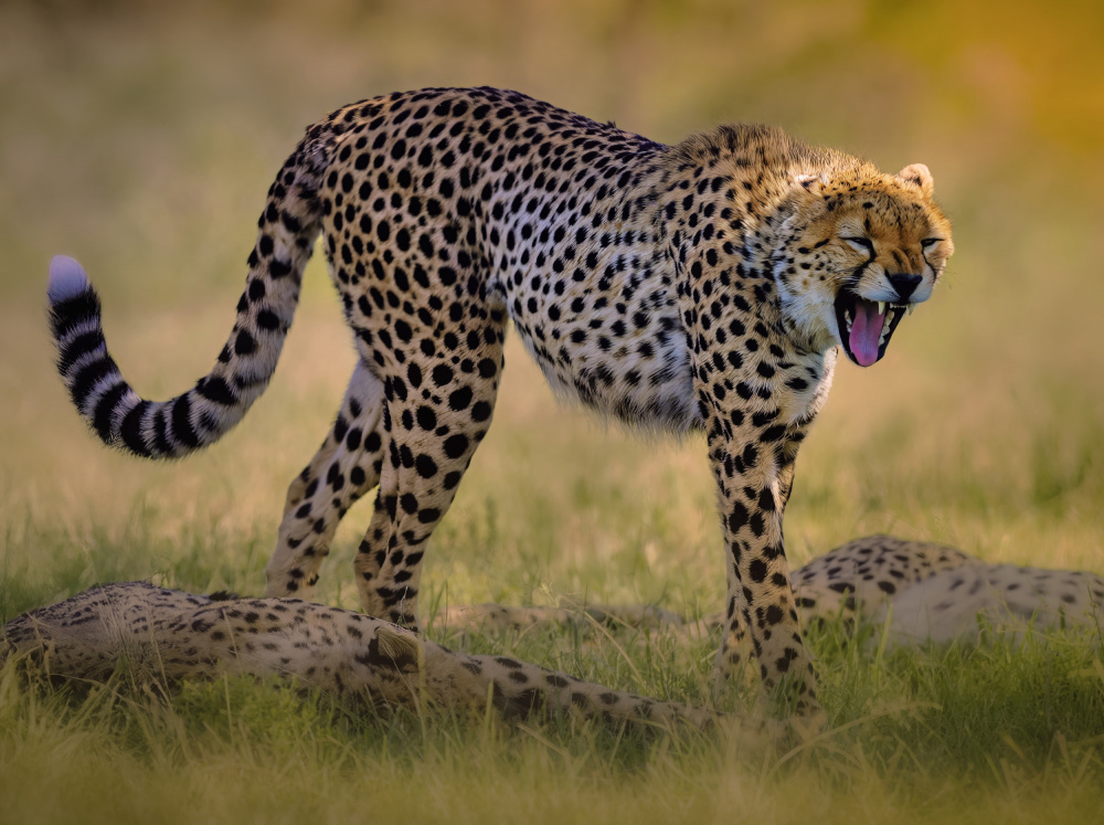 Golden Hour Cheetah Yawn by Yousef Abuaisheh — canvas wall art