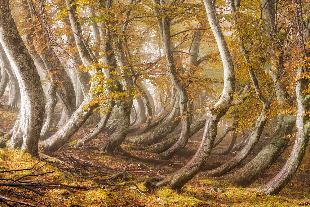 Winding Autumn Forest by Luigi Ruoppolo — canvas wall art