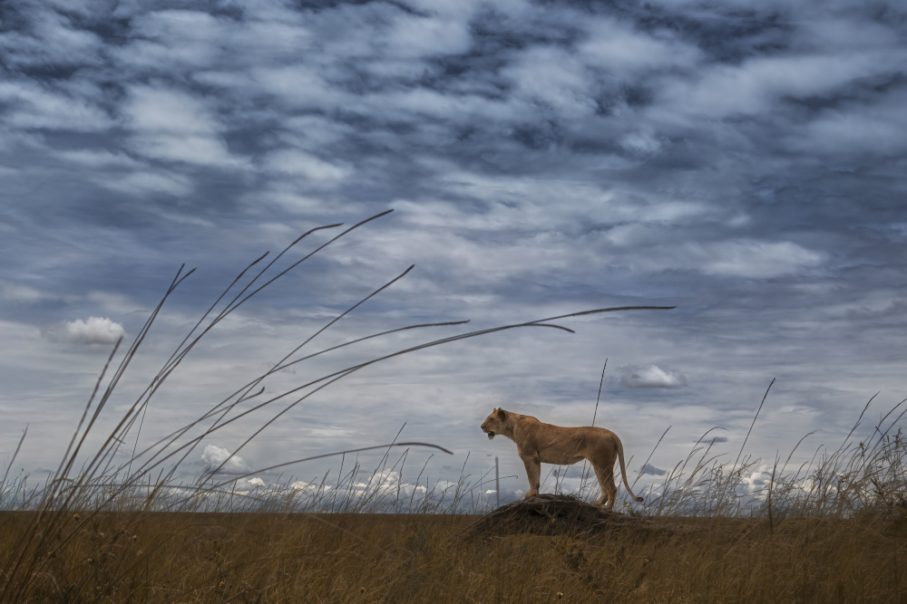 Lone Lioness Sentinel by Roberto Marchegiani — canvas wall art