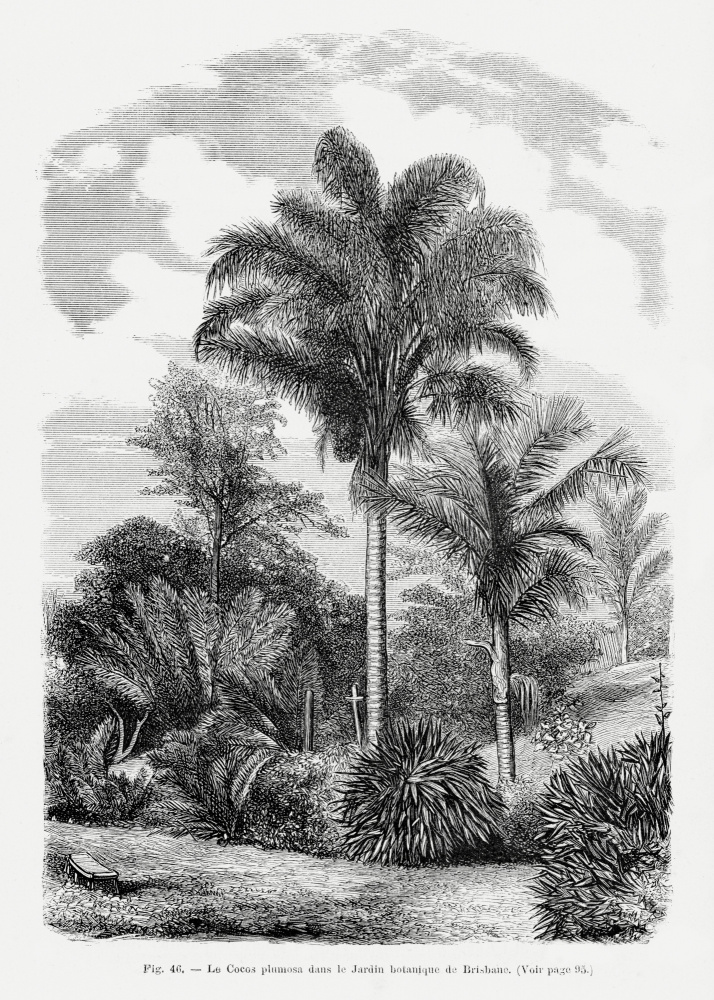 Vintage Palm Tree Drawing Vi by Les Palmiers Histoire Iconographique — canvas wall art