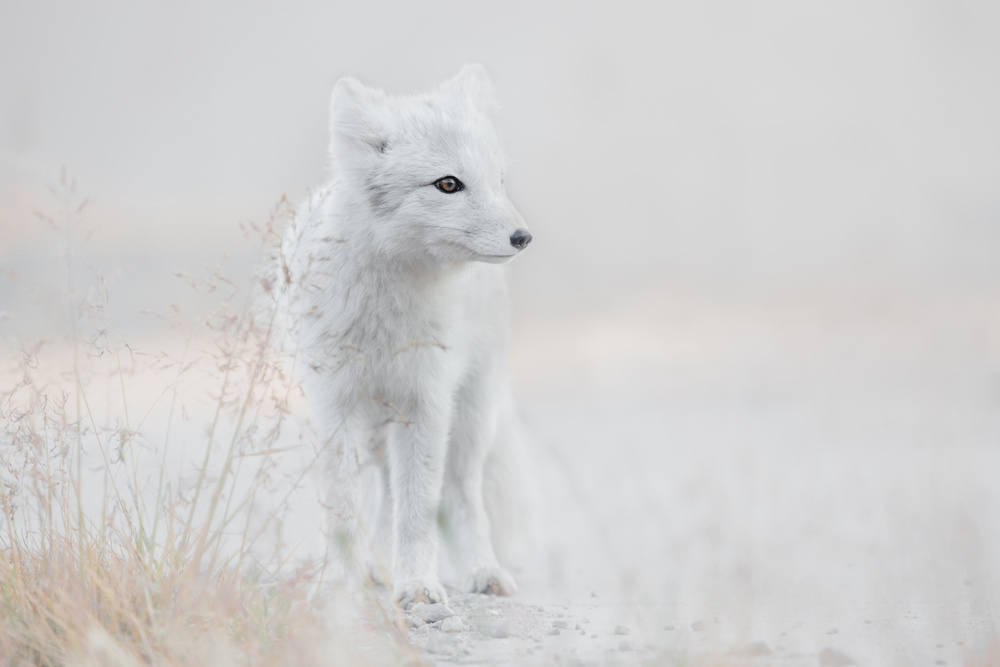 Serene Arctic Fox by Roelof de Hoog — canvas wall art
