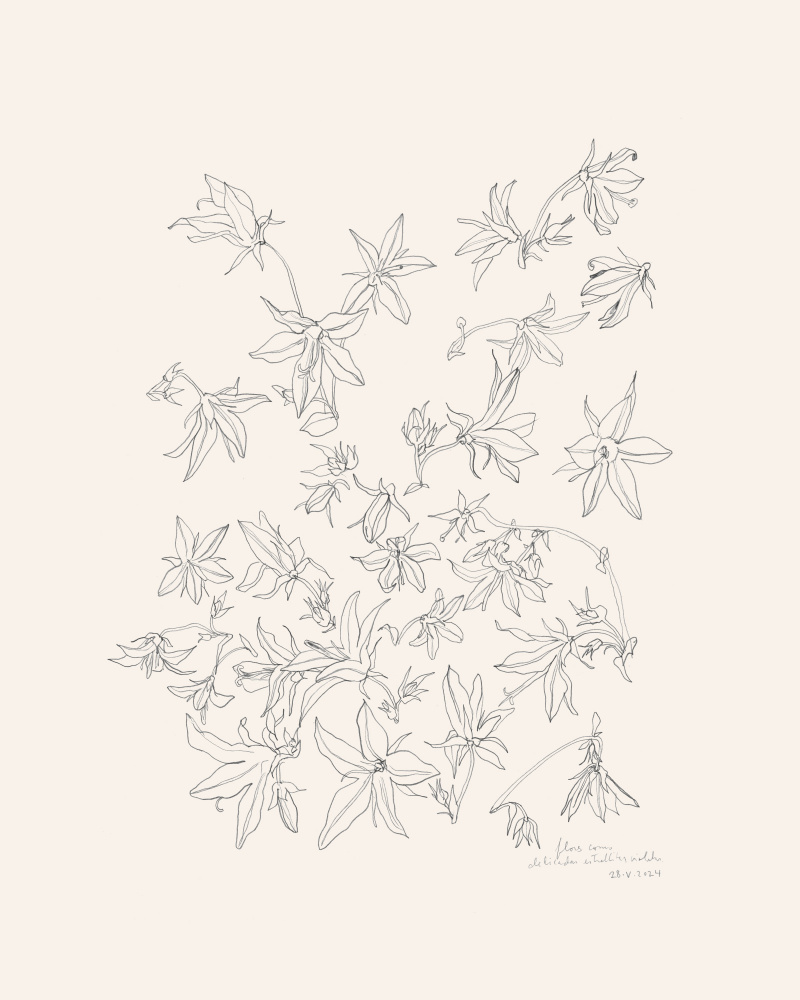 Botanical Flower Study by Catalina Somolinos — canvas wall art