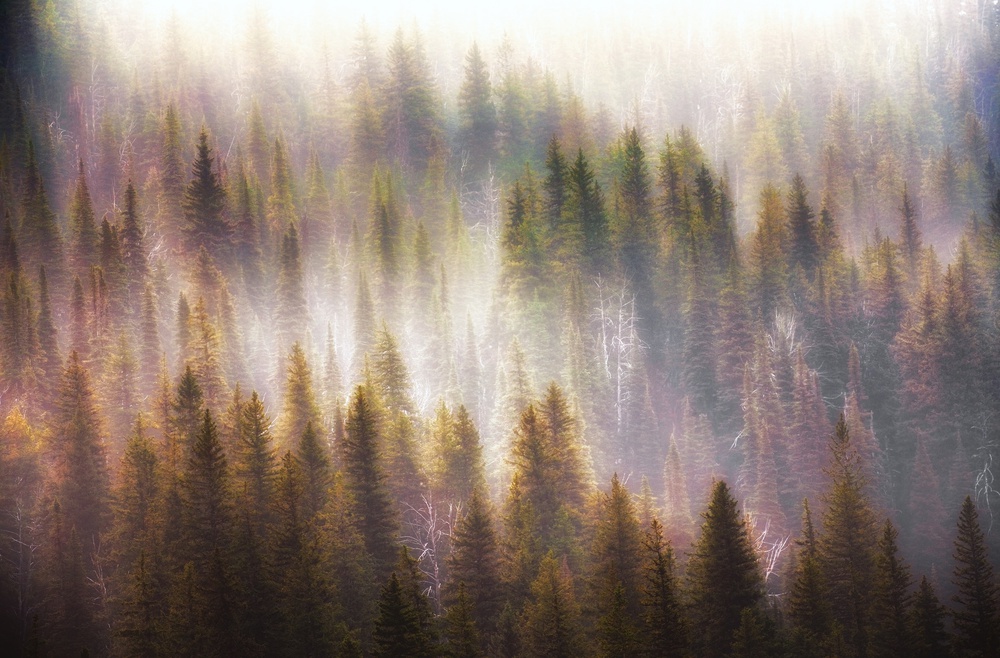 Misty Forest Dream by Atul Chopra — canvas wall art