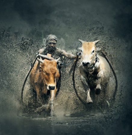 Cow Racing by Patiakers