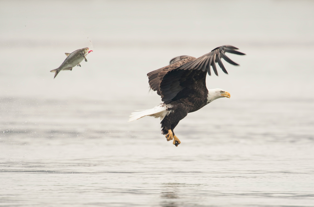 Bald Eagle Fish Catch by Wei Tang — canvas wall art
