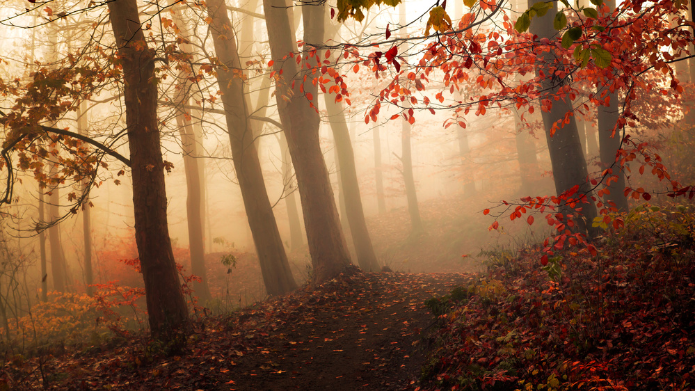 Misty Autumn Forest by Leif Løndal — canvas wall art