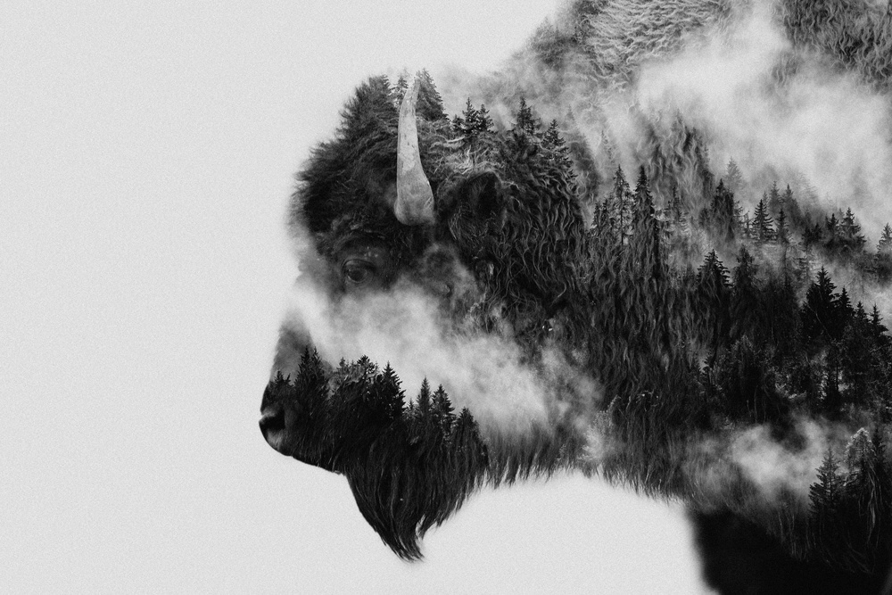 Forest Bison Spirit by Angyalosi Beáta — canvas wall art