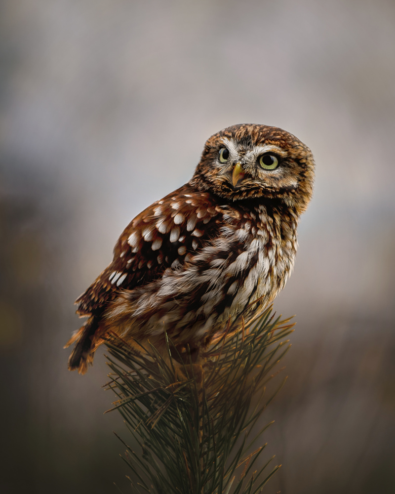 Watchful Little Owl by Michaela Firešová — canvas wall art