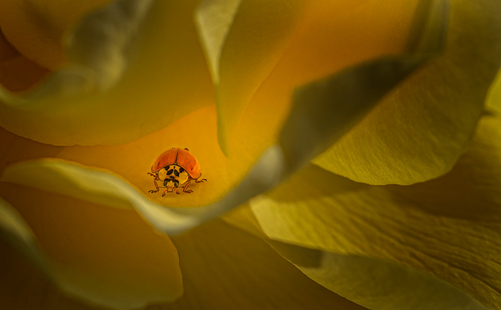 Ladybug on Golden Petals by Molly Fu APA — canvas wall art