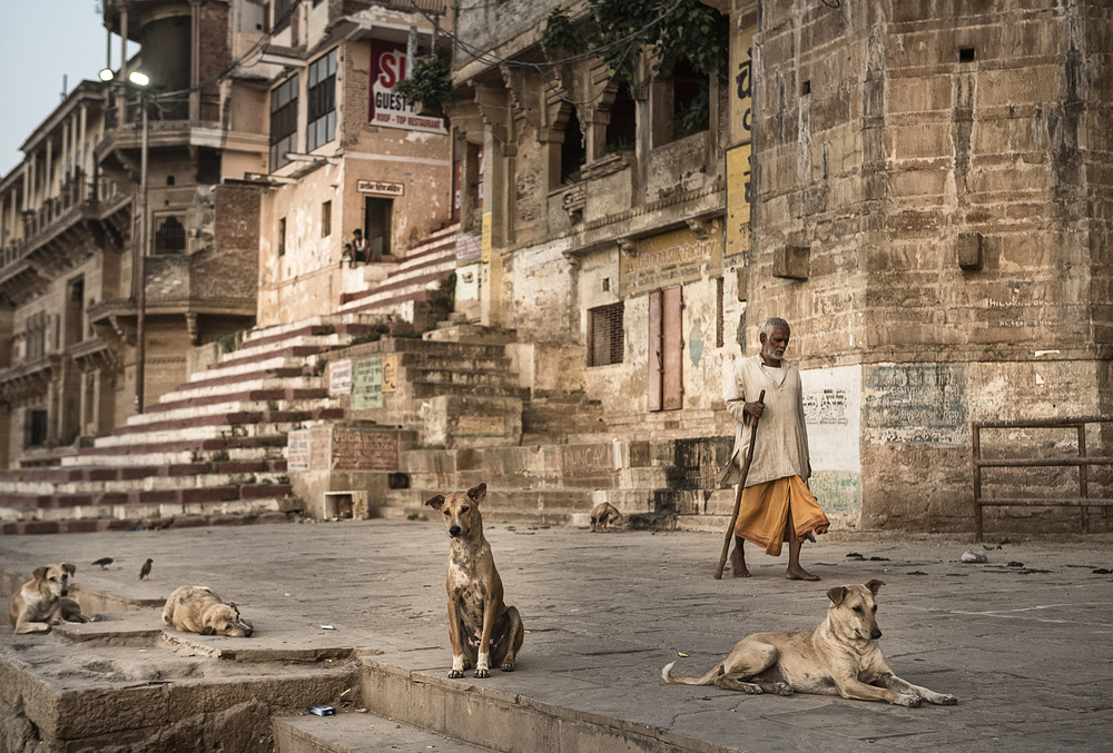 Varanasi Man and Dogs by Andrei Nicolas - The Traveler — canvas wall art