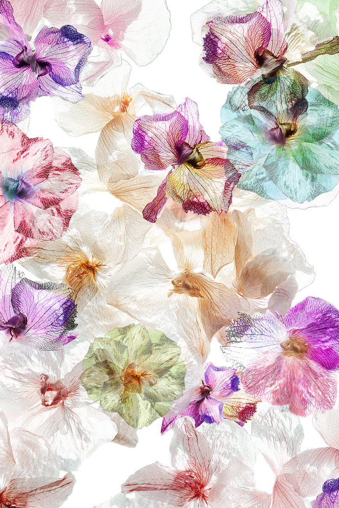 Ethereal Floral Petals by Ludmila Shumilova — canvas wall art