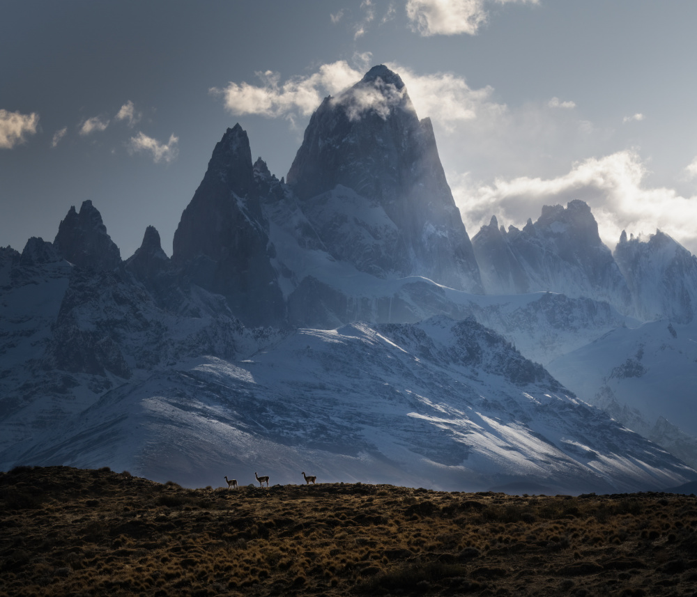 Patagonia Mountain Guanacos by James S. Chia — canvas wall art