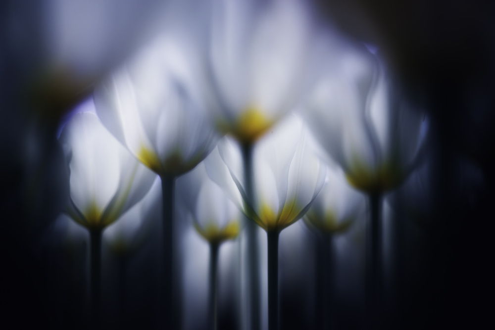Elegant Shadow Tulips by Takashi Suzuki — canvas wall art