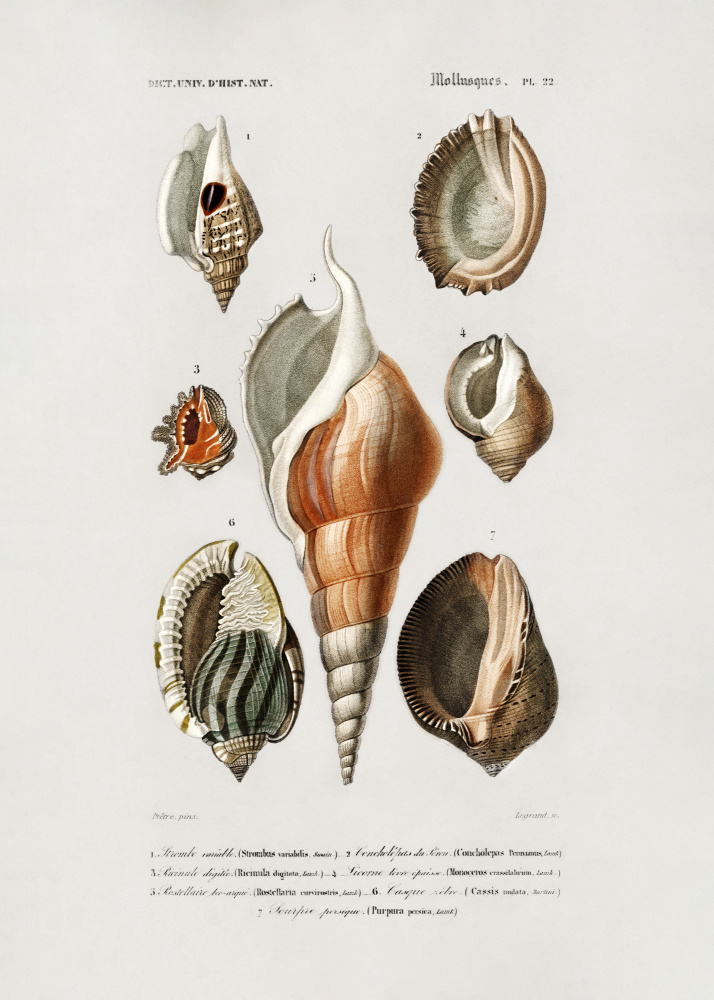 Different Types of Mollusks by Charles Dessalines D Orbigny — canvas wall art