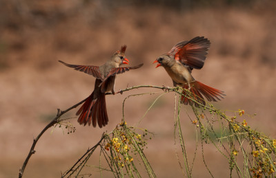 Female cardinals are fighting by Leeli Higgins