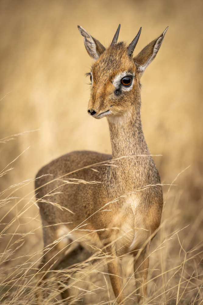 Safari Dik-Dik Portrait by Andrea Auf dem Brinke — canvas wall art