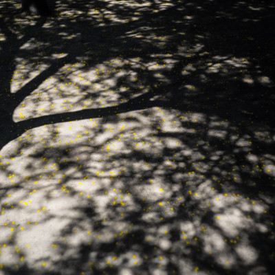 Intricate Play Of Shadows From Tree Branches