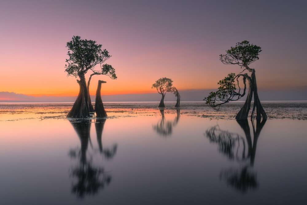 Serene Mangrove Reflections by Leah Xu — canvas wall art