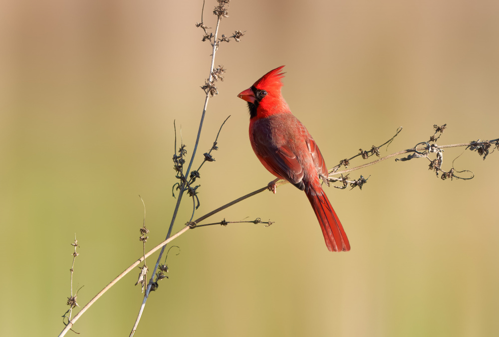 Red Cardinal Perched by Serena Duan — canvas wall art
