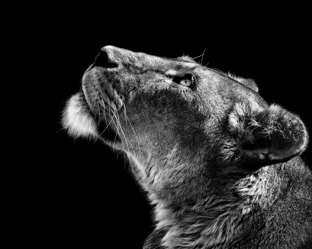 Majestic Lioness Gaze by Christian Meermann — canvas wall art
