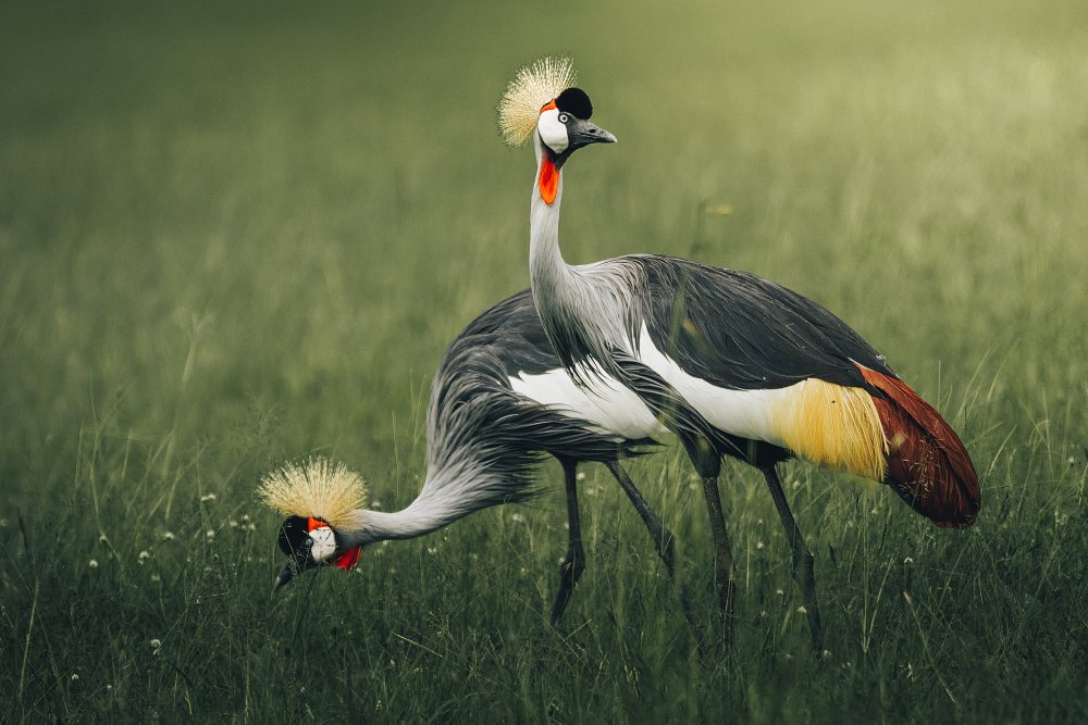 Elegant Crowned Cranes by Ahmed Sobhi — canvas wall art