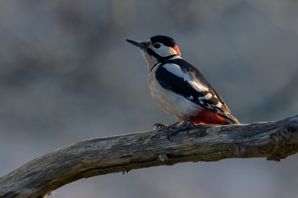 Spotted Woodpecker Perch by Marco Galimberti — canvas wall art