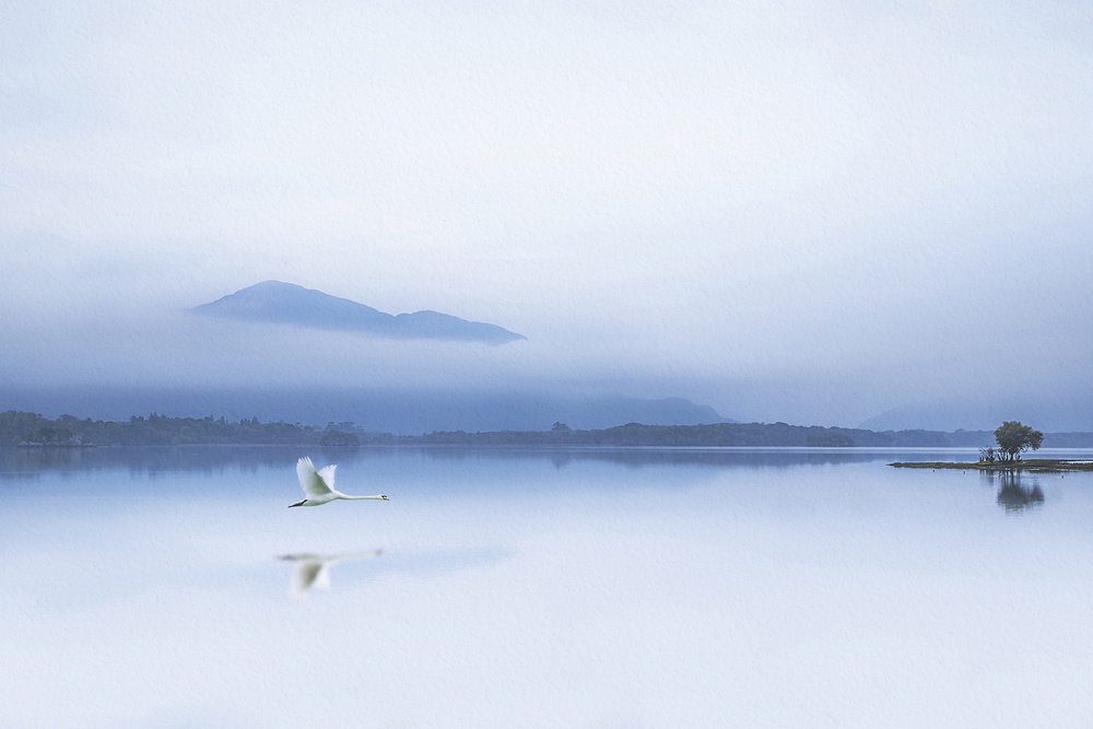 Misty Blue Swan by Kieran O Mahony AIPF — canvas wall art