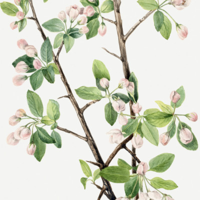 Wild Sweet Crab (1920)