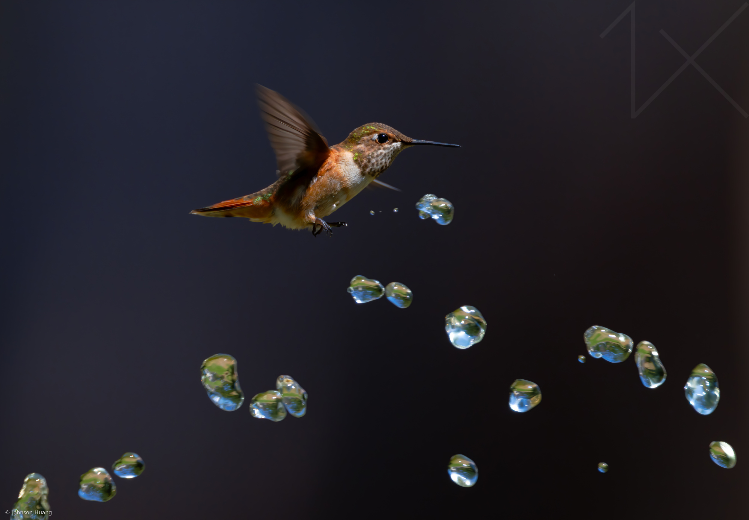 Hummingbird is playing water by Johnson Huang