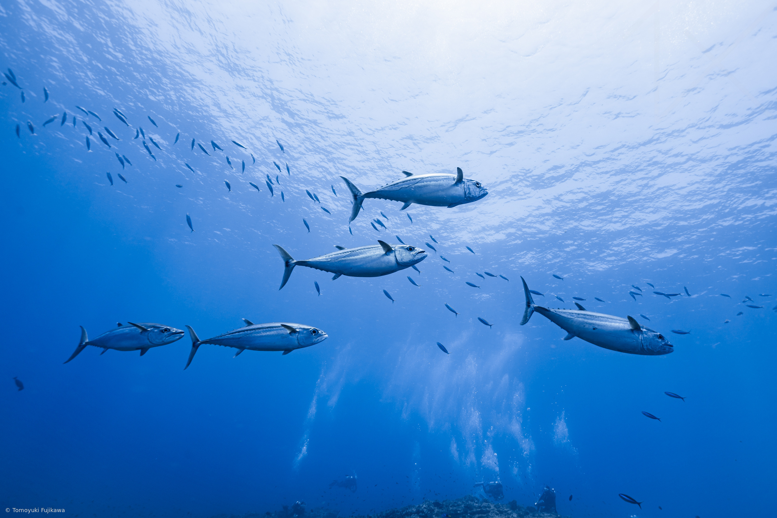 1x.com • Underwater