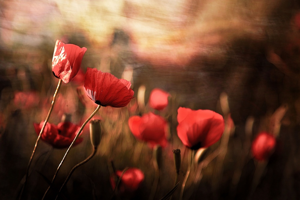 Dreamy Poppy Field by Sahar Karami — canvas wall art