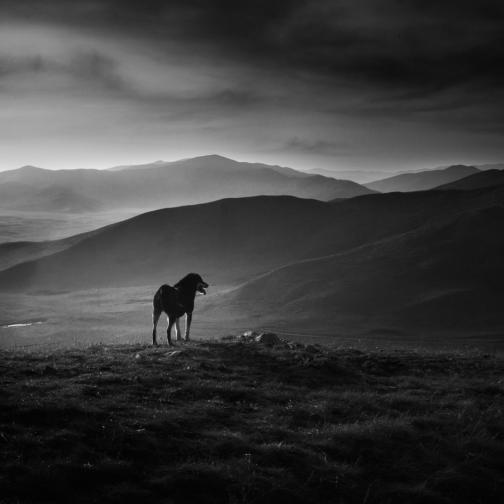Solitary Mountain Dog by Shu-Guang Yang — canvas wall art