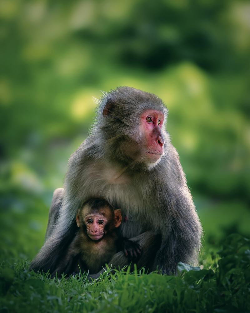 Gentle Monkey Family by Michaela Firešová — canvas wall art