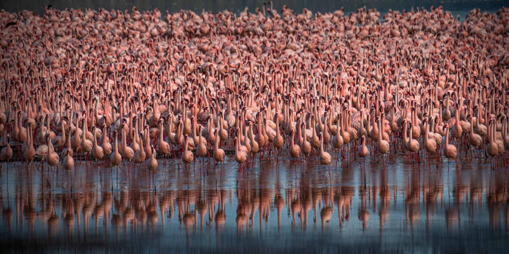 Pink Flamingo Flock by Isam Telhami — canvas wall art